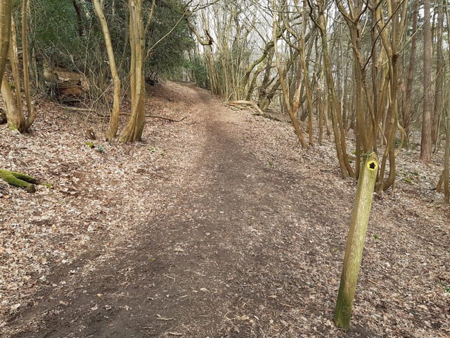 follow the marked footpath through the trees