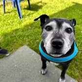 Meet Chance – a sweet, senior Staffie who is full of charm and is searching for a home.