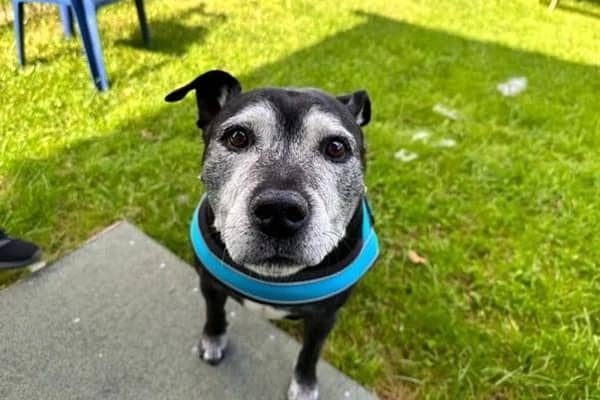 Meet Chance – a sweet, senior Staffie who is full of charm and is searching for a home.