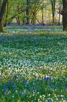 The ‘iconic’ Arlington Bluebell Walk has reopened and is celebrating its 50th season of operation, raising money for charity.