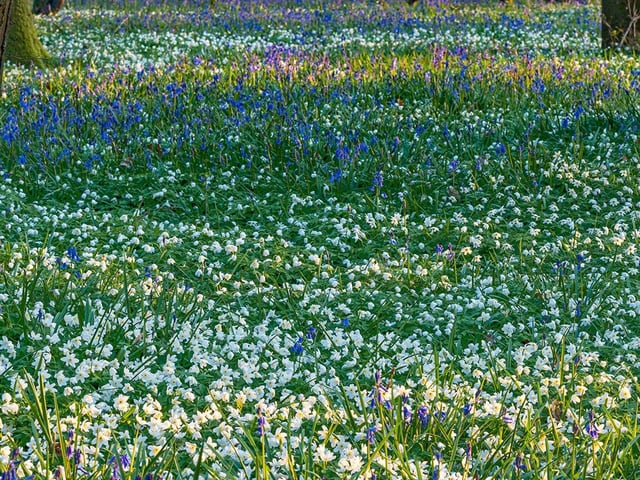 The ‘iconic’ Arlington Bluebell Walk has reopened and is celebrating its 50th season of operation, raising money for charity.