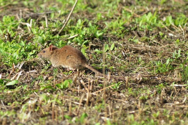 Rats have been spotted on the land that's usually a flower bed in Marina, Bexhill.