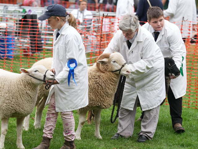Findon Sheep Fair 2026