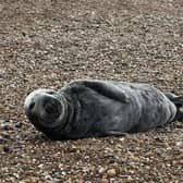 A seal has been spotted hauled on an East Sussex beach for a fifth day in a row.