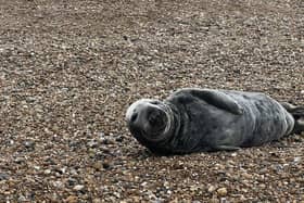 A seal has been spotted hauled on an East Sussex beach for a fifth day in a row.
