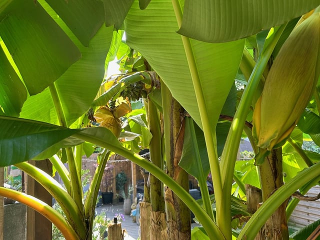 The banana tree in Barry Trevena's garden
