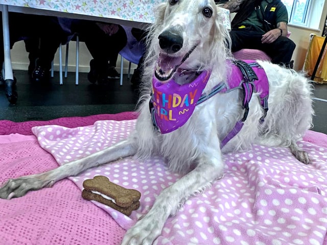 Dogs Trust Shoreham said if Zara were a human, she’d be a princess! The beautiful Borzoi is 'a gentle, elegant lady' who turns heads wherever she goes. However, Zara isn’t always fond of such attention, as she likes to get to know people at her own pace. Due to her sensitive nature, she would best be suited to a quieter home environment, where the youngest family members are of secondary-school age. She is fearful of dogs, so will need to be walked in less-frequented areas at quieter times of the day, or be taken to hired, enclosed fields and cannot live with any resident dogs. While Zara must be the only pet in the household, she is happy to live nearby horses or livestock. She much prefers having company than spending time alone, so will need adopters who are always around at home to keep her company, and especially in the initial stages while she is settling into her new routine. A garden of her own is essential.