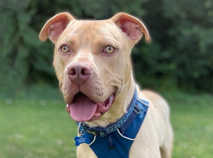 Dwayne is a friendly, bouncy boy who loves people and wants to say hello to everyone he meets! Dwayne has grown up in kennels so can be quite worried out and about in the big wide world. He is already improving and learning how to walk nicely on the lead and become less concerned about his surroundings. Dwayne is not housetrained and will need his own garden to help with this. He is friendly and sociable with other dogs but can be a bit exuberant with them initially. He soon calms down and enjoys their company on walks. He could live a larger female dog in his new home who can cope with his energy levels. Dwayne is looking for an experienced home with someone who has the time to put into his training.