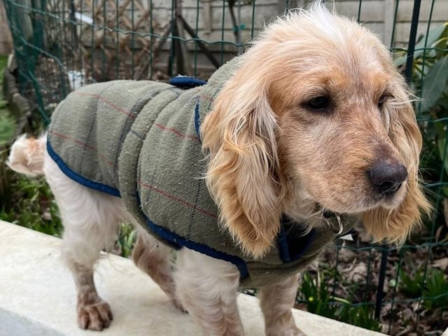 Meala is another Spaniel who is urgently looking for a foster carer with view to adopt. Arundawn said she walks beautifully on the lead, and is good out with other dogs, but she does not like dogs in her home. She is 'adorable with people' and loves everyone. She also has separation anxiety, so her new owner will need to be around often and be committed to working on easing her fears. Meala has been in foster for the rescue a whie but she is not happy with the other older dog she is sharing the home with.