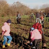 Volunteers are being asked to help plant tens of thousands of trees along Eastbourne downland to create a new wildlife corridor. Photo: EBC