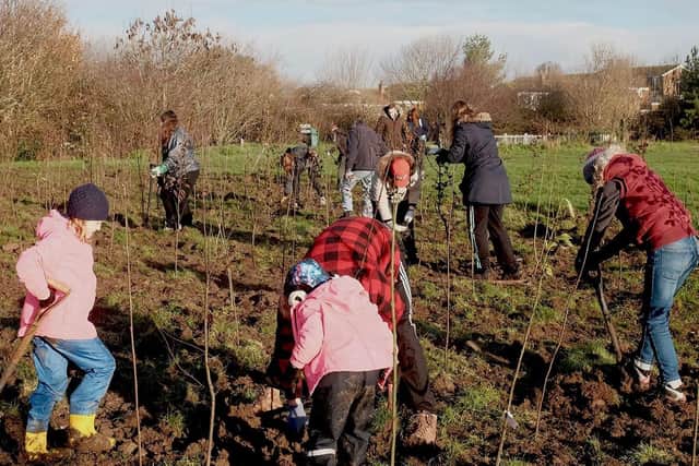 Volunteers are being asked to help plant tens of thousands of trees along Eastbourne downland to create a new wildlife corridor. Photo: EBC