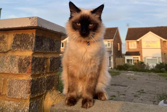 At least two cats in West Sussex have been shot by air rifles in attacks which police believe are linked. Photo: Jasmine Giles' cat Teddy.