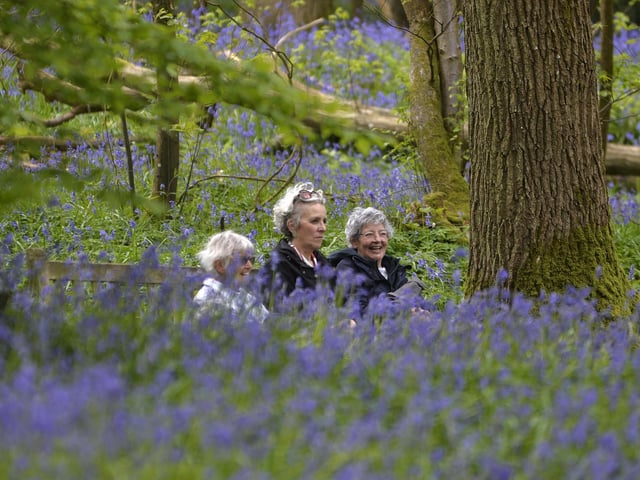 Arlington Bluebell Walk 2024 (Photo by Jon Rigby)