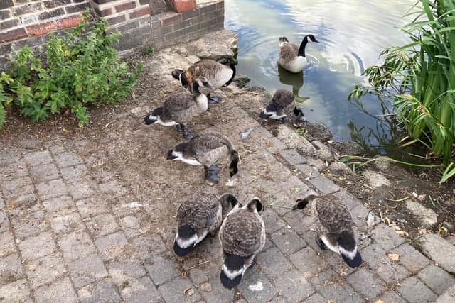 All grown up - nearly - goslings at Lindfield Pond. Photo: Arnie Wilson