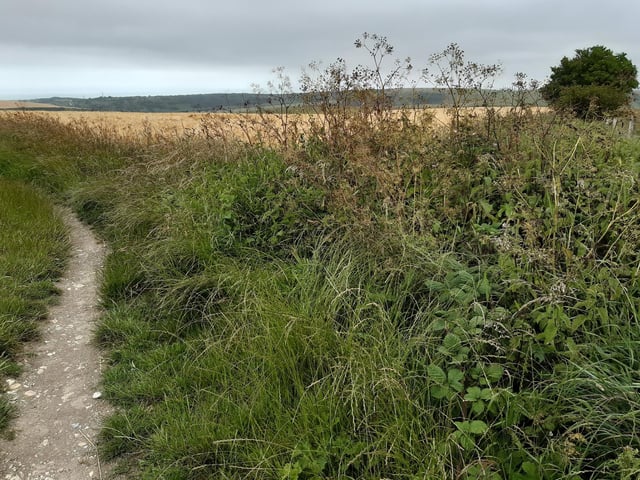 The Sussex Border Path is narrower but still easy to follow