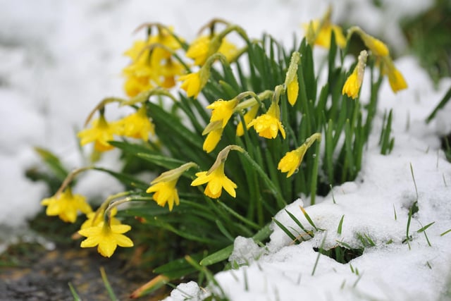 It's spring - despite the snow which carpeted Wisborough Green today. Pic S Robards SR2303082