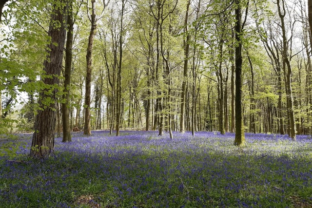 Bluebells on National Trust land at Slindon in West Sussex on May 1, 2023