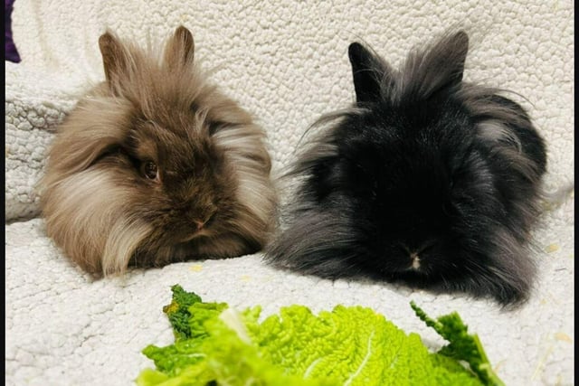Since being in rescue these two have come on leaps and bounds. They initially arrived in rescue very timid and distrusting of human touch. Now with time and patience they are little cuddle monsters. Lionhead’s are known for the intelligence and love of attention.