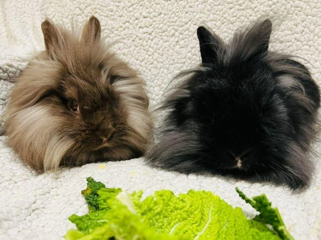 Since being in rescue these two have come on leaps and bounds. They initially arrived in rescue very timid and distrusting of human touch. Now with time and patience they are little cuddle monsters. Lionhead’s are known for the intelligence and love of attention.