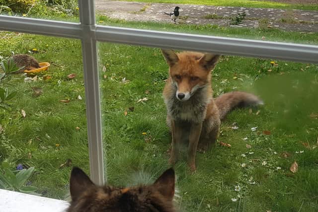 Freddy the fox with his friends the cat, the hedgehog and the magpie
