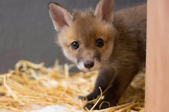 Young fox cub in care.