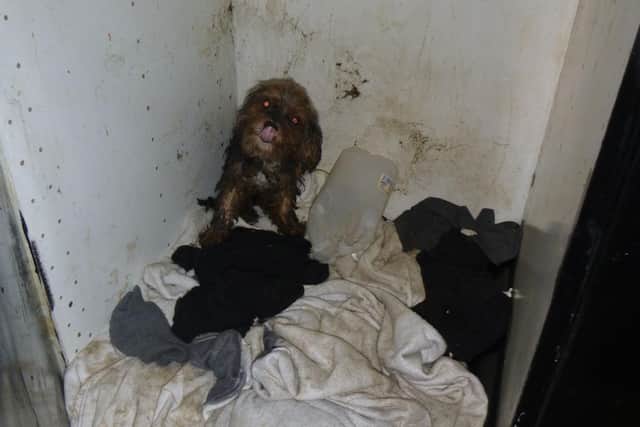 The RSPCA said Inspector Peeters worked with her colleagues and the police to remove 36 dogs in total. Picture from the RSPCA