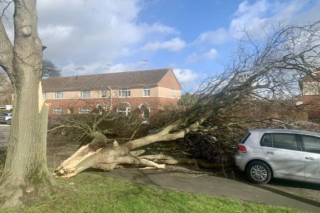 Part of a tree in Wavertree Road, Worthing, broke off during the storm