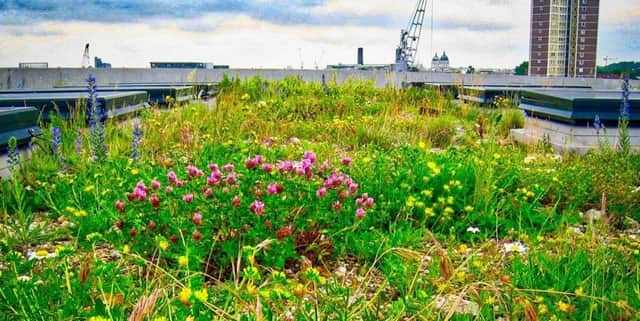 Green roof in the city - supporting biodiversity and harnessing rainwater.