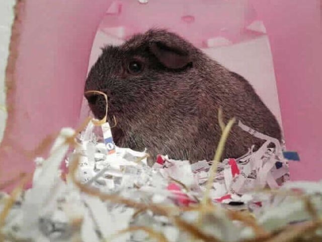Rodney- Domestic Guinea Pig- Millbrook Animal Centre