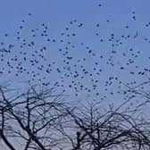 Middy photographer Steve Robards took the footage of the murmuration above Royal George Road in Burgess Hill.