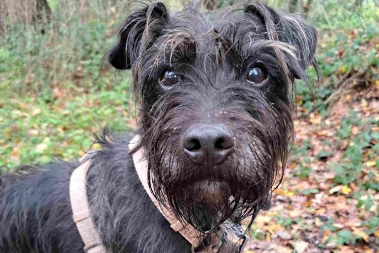 Toby is a beautiful, 'scruffy' Patterdale with the 'cutest, cheekiest smile' according to his dog walkers. He takes treats beautifully and loves a head rub. He can be reactive to other dogs outside but does settle with known dogs on a lead. He cannot live with children but would suit an owner who is experienced with terriers in a quiet home. They must also have a 'terrier-proof' garden. His walker said he would make a lovely friend to whoever is lucky enough to give him a home.