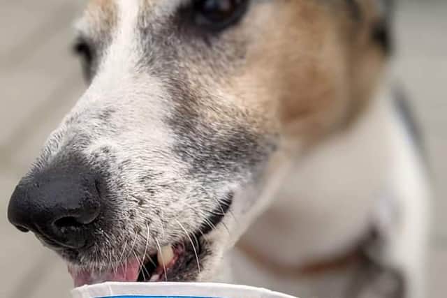 Enjoying the doggy ice cream made in a purpose-built factory in Partridge Green
