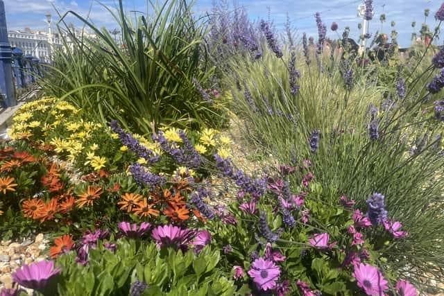 Eastbourne Carpet Gardens survey one month on - what did the results ...