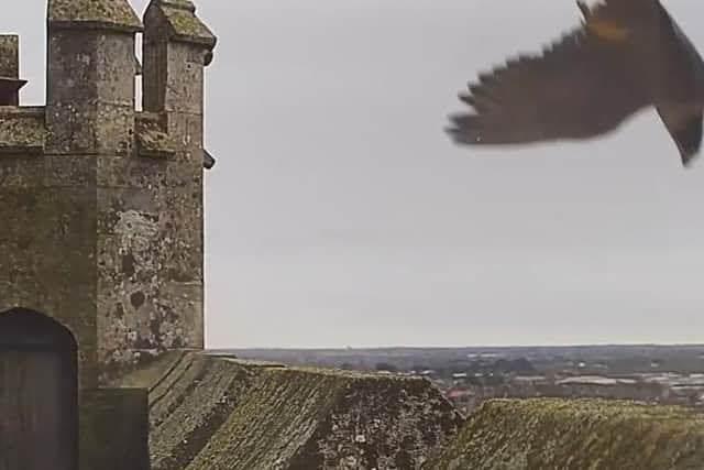 One the Chichester peregrines just misses its chance