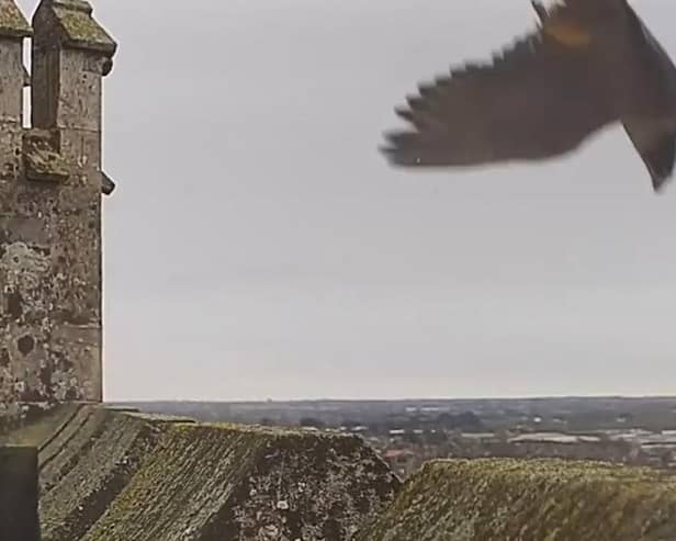 One the Chichester peregrines just misses its chance