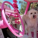 Barbie has been voted as the top dog name for 2023. Photo: PublicDomainPictures from Pixabay