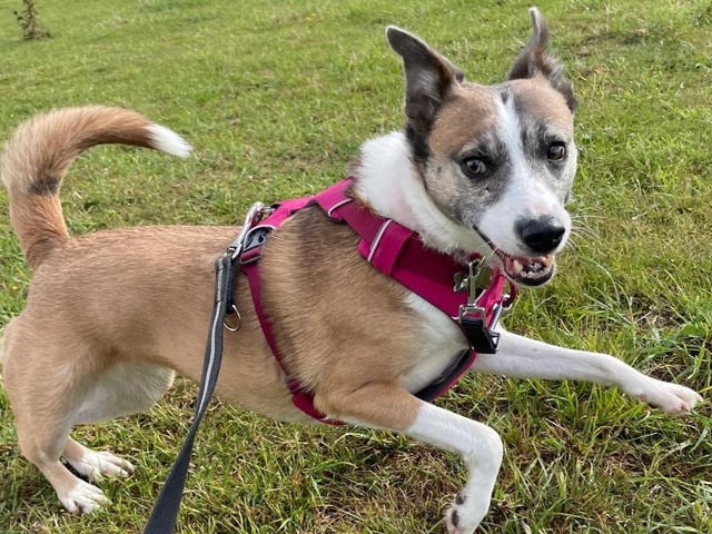 A rescue dog who spent nearly three years in kennels has found a loving home, after staff at a Sussex animal charity launched a daily TikTok campaign.