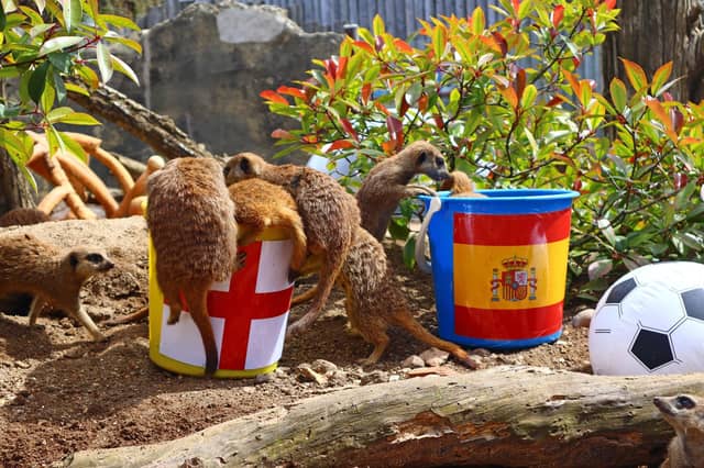 The meerkats favoured the England bucket