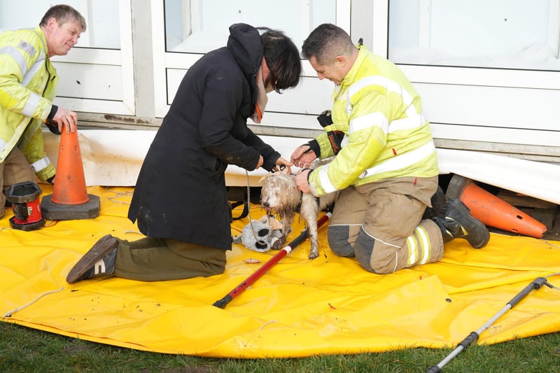 In pictures: Firefighters rescue trapped dog in Worthing
