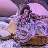 An octopus has arrived at Hastings Aquarium