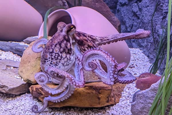 An octopus has arrived at Hastings Aquarium
