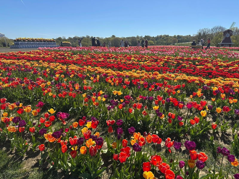 Tulleys Tulip Fest celebrates the arrival of spring with 1.5 million blooms in the fields