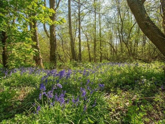Mill Lane, Hellingly