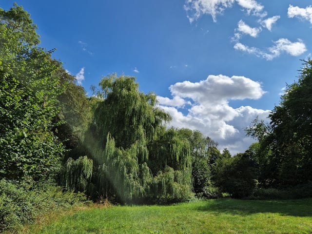 See some gorgeous trees, including a spectacular weeping willow