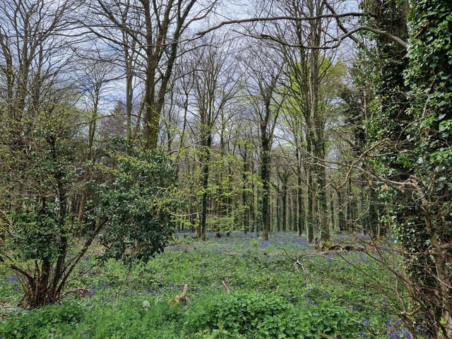 This is your last opportunity to enjoy a good view of the bluebells