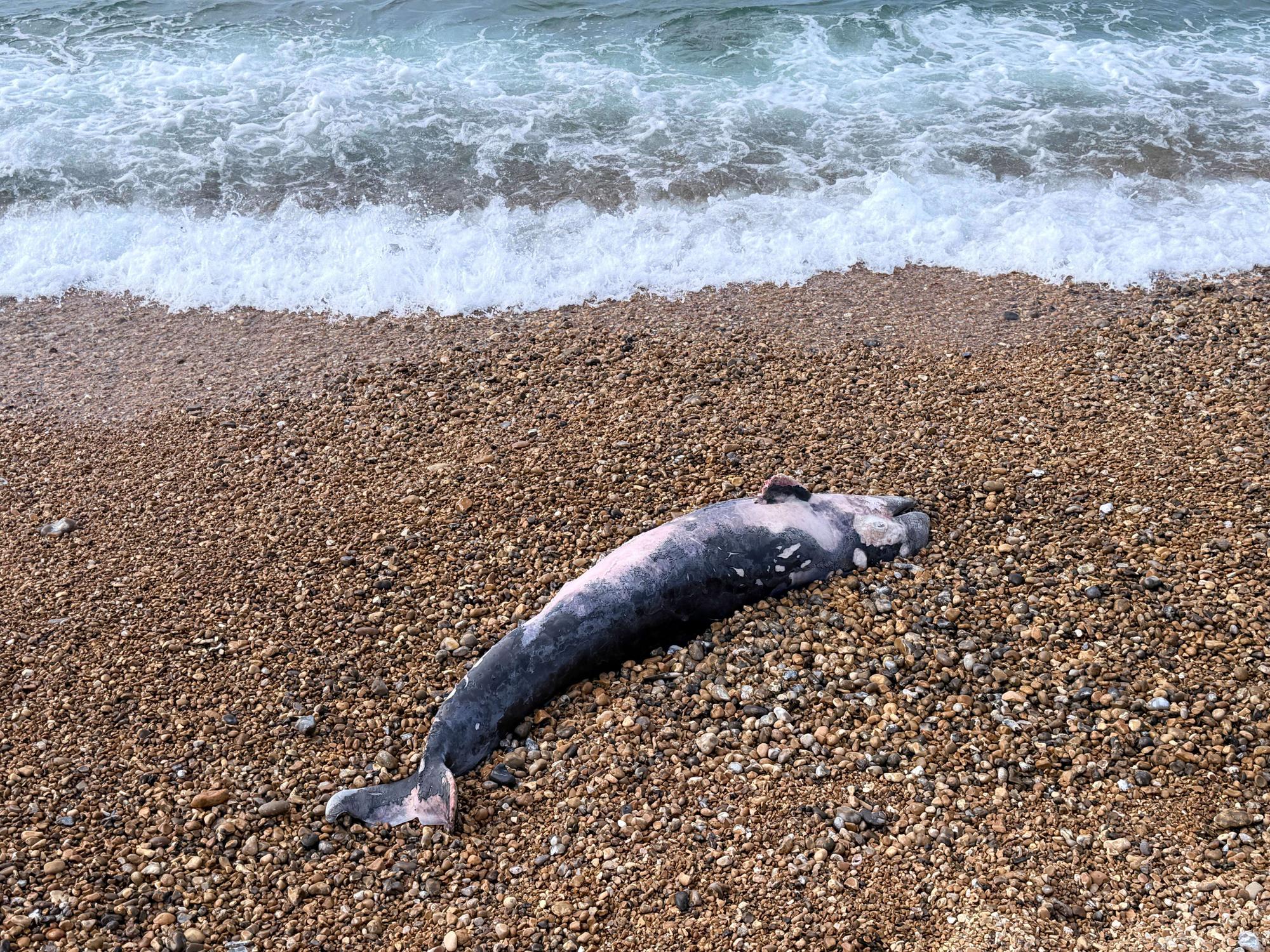 Whale carcass found on East Sussex beach