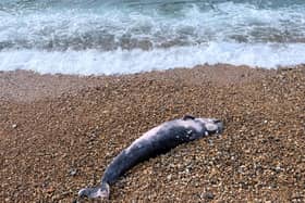 Small whale found on Seaford Beach