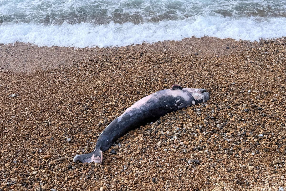 Whale carcass found on East Sussex beach