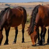 The Exmoor ponies have been tasked with tackling overgrowth and invasive species this summer. Photo: ADC