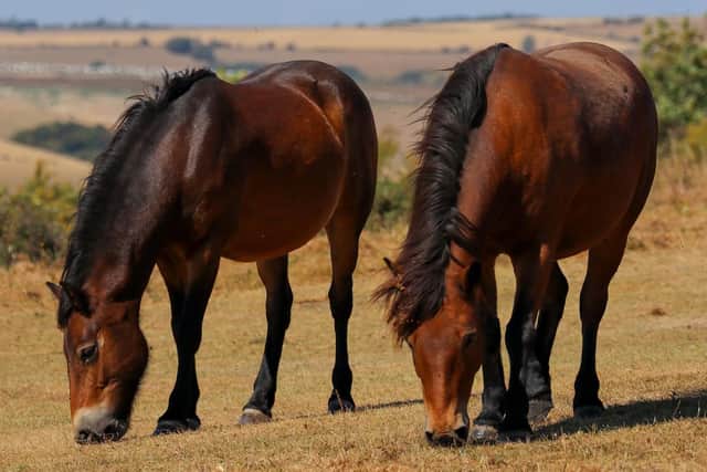The Exmoor ponies have been tasked with tackling overgrowth and invasive species this summer. Photo: ADC